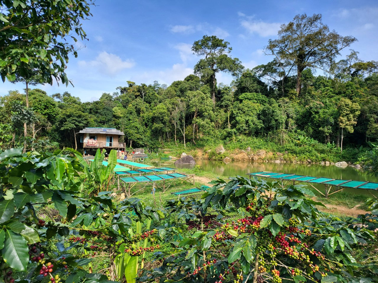 Cảnh quan vùng cà phê Di Linh